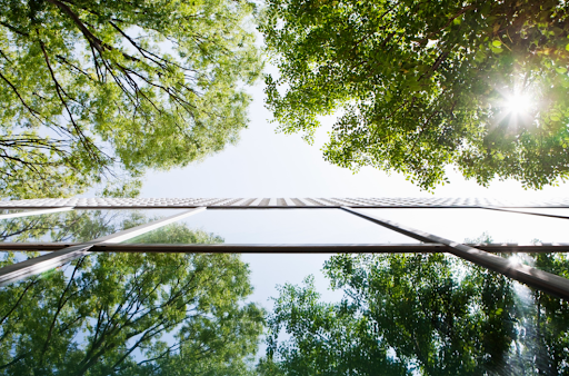 ต้นไม้และท้องฟ้า